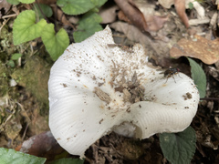 Russula alboareolata