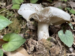 Russula alboareolata