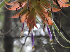 Tillandsia violacea