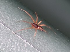 Lepthyphantes