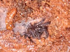 Porrhothele antipodiana