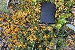 Pultenaea microphylla