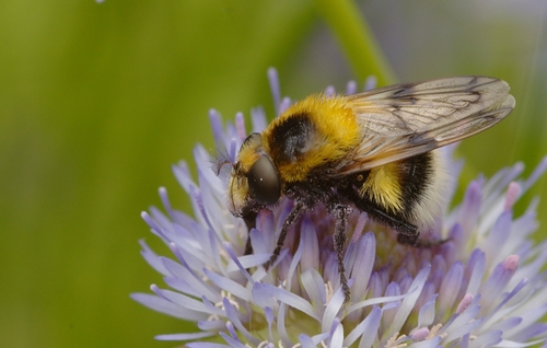Bumble Bee Hover Fly