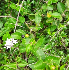 Jasminum multiflorum