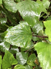 Baeodromus eupatorii