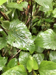 Baeodromus eupatorii