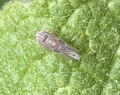 Arocephalus longiceps