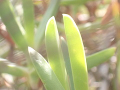 Carpobrotus deliciosus