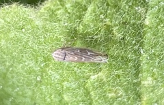 Arocephalus longiceps