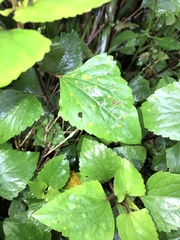 Baeodromus eupatorii