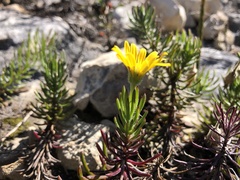 Osteospermum subulatum
