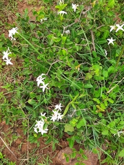 Jasminum multiflorum