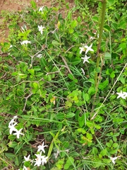 Jasminum multiflorum