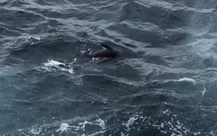 Arctocephalus pusillus