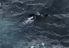 Arctocephalus pusillus