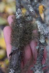 Bryoria pseudofuscescens