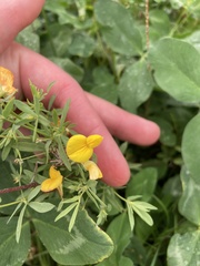 Lotus corniculatus