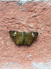 Celaenorrhinini