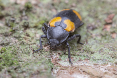 Episcapha quadrimacula