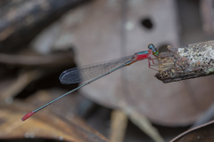 Teinobasis ruficollis