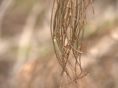 Nymphidae