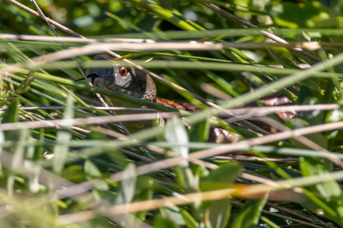 Tiger Snake sighting