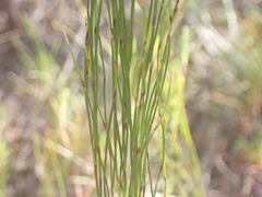 Elegia microcarpa