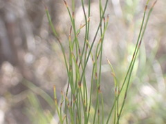 Elegia microcarpa