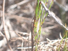Elegia microcarpa