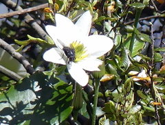 Helophilus hochstetteri