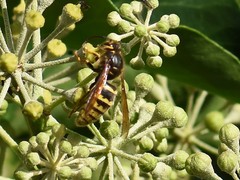 Dolichovespula media