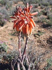 Aloe krapohliana