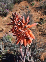 Aloe krapohliana
