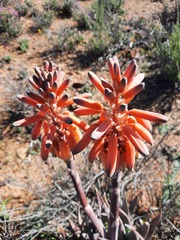 Aloe krapohliana