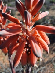 Aloe krapohliana