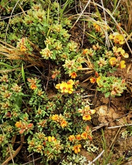 Pultenaea subspicata