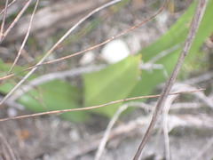 Colchicum eucomoides