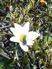 Helophilus hochstetteri
