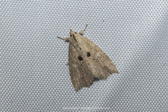 Olulis puncticinctalis