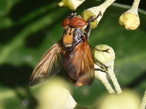 Phasia aurigera, Groesbeek, Nederland, photo 6 of 10