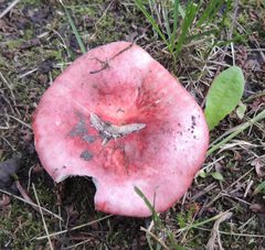 Russula exalbicans