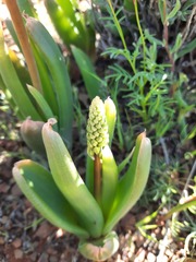 Bulbine navicularifolia