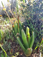 Bulbine navicularifolia