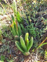 Bulbine navicularifolia