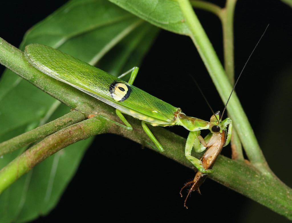 Creobroter elongata