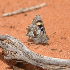 Ogyris subterrestris