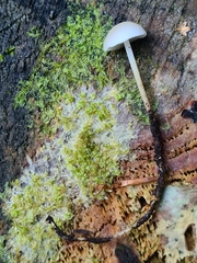 Strobilurus esculentus