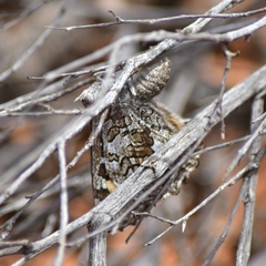 Ogyris subterrestris