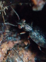 Asaphidion