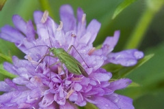Calocoris